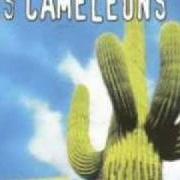 Le texte musical LA MADRILENA de LES CAMÉLÉONS est également présent dans l'album Todos (2001)