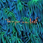 Le texte musical BUFFALO TOMATO de ANIMAL COLLECTIVE est également présent dans l'album Tangerine reef (2018)