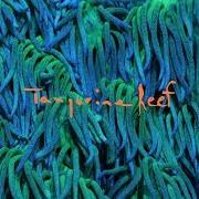 Le texte musical AIRPIPE (TO A NEW TRANSITION) de ANIMAL COLLECTIVE est également présent dans l'album Tangerine reef (2018)