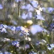 Le texte musical PERLES DE PLUIE de AXELLE RED est également présent dans l'album Jardin secret (2006)