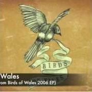 Birds of wales