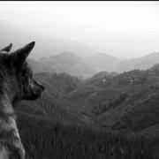 Le texte musical CHOLLA de THE JOY FORMIDABLE est également présent dans l'album Wolf's law (2013)