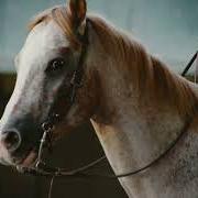 Appaloosa