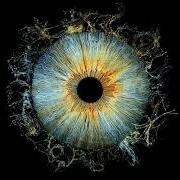 Buscando la luz (deluxe)