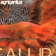 Le texte musical AMATEVI de AGRICANTUS est également présent dans l'album Calura (2002)