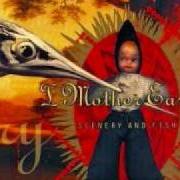 Le texte musical HELLO DAVE! de I MOTHER EARTH est également présent dans l'album Scenery and fish (1996)