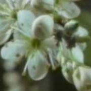 Le texte musical THE NEWS de KARINE POLWART est également présent dans l'album This earthly spell (2008)