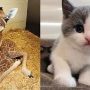 Baby Animals