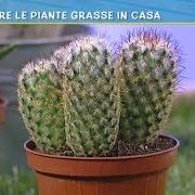 Piante Grasse