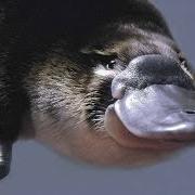 Platypus