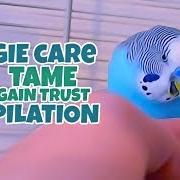 Budgie