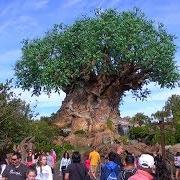 Animal Kingdom