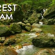 Forest Stream